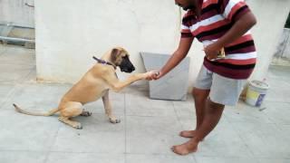 Indian great dane Manoj training