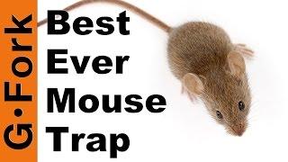 The Best Mouse Trap Ever - GardenFork