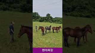 현마목장 김호조교 제주목장탐방  #김호경마 #목장탐방