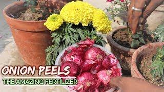 A Fertilizer From Onion Peels Quick And Easy Process