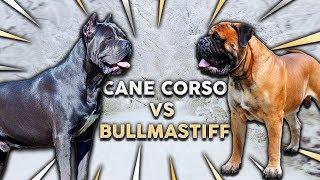 CANE CORSO vs BULLMASTIFF! What's The Best Family Guard Dog?