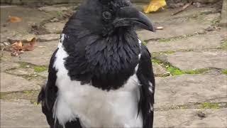 Talking Raven