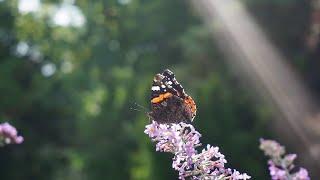 Die Sonnen- und Schattenseiten des Insektenreichs