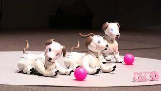 帰ってきた「aibo」の動作　パート2（価格.comマガジン）