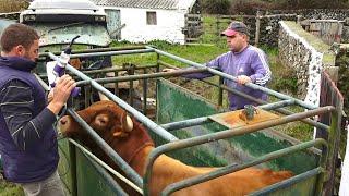 JAF - Transferir Touro e Tratar Um Lote de Vacas no Pico do Carvão - Ilha Terceira - Açores