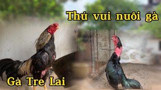 Toàn cảnh chuồng nuôi gà tại nhà - Gà Tre Lai