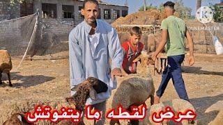 عملاق الاغنام الرحماني في مصر المعلم احمد طلخان عامل اكبر انهيار في اسعار الاغنام الرحماني