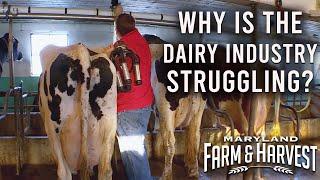 Why is the Dairy Industry Struggling? - Farmers Explain -  |  MD F&H