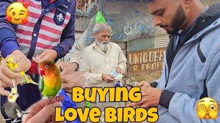 "Colorful Birds Market Kallar Syedan | Buying Beautiful Parrot Birds Today " Hamza Jillani Vlog