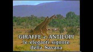 Giraffe e antilopi: le eleganti signore della savana