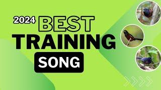 2024 BEST TRAINING SONG FOR TOWA TOWA | CURIO | BULLFINCH | PICOLET | CHESTNUT BELLIED SEED FINCH