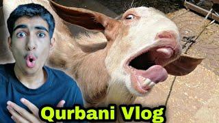 DANGEROUS ANGRY BULL  QURBANI  2022  | Eid ul Adha Special Bakra Eid Vlog Ibrahim Asim | Eid Vlog