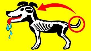 Understand Your Dog Better: 10 Dog Behaviors Explained