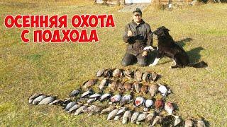 Осенняя охота с подхода на утку. 48 уток добыли