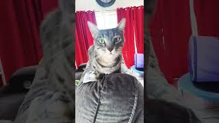 APT MIUW MIUW #trending #shortsfeed #shortsvideo #shorts #cat #catlover #cute #rose #apt #fyp #reel