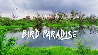 Keoladeo National Park (Bharatpur Bird Sanctuary) - Monsoon 4K Video Hindi | हिन्दी