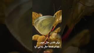برای داشتن حال خوب باید در لحظه حال زندگی کرد #انگیزشی #آرامش #قانونجذب #موفقیت #سپاسگزاری #ارتعاش