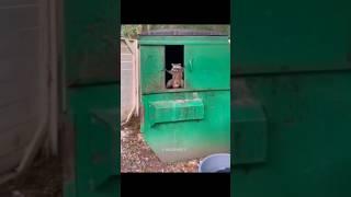 Funny Animals 2023  - Funniest Cats and Dogs video   #shorts