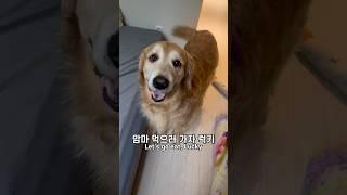 아침부터 밥 달라는 럭키 9년째 매일 행복한 이유? 학교가는 형아 배웅까지! (소확행이 찐행복이다개)