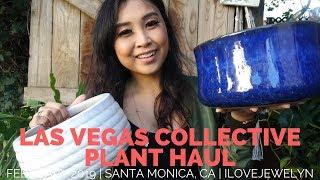 Las Vegas Collective Plant Haul | February 2019 | ILOVEJEWELYN