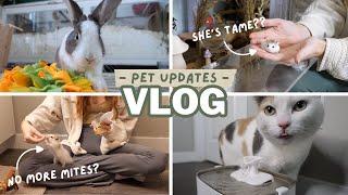 I'M BACK! Spend the Day with my Pets! | vlog