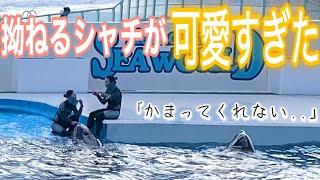 拗ねるシャチ 遊んでくれなきゃ...  鴨川シーワールド　ラビー