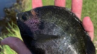 Bluegill Fishing A Tiny "Hot" Retention Pond