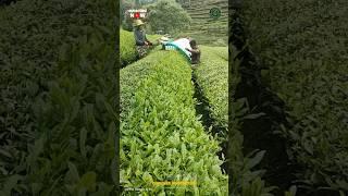 Amazing Tea Leaf Harvesting Machine