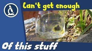  100 - How to make a specimen slide with WATER LIFE  | Microscope