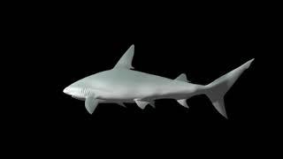 Hologram videos - shark