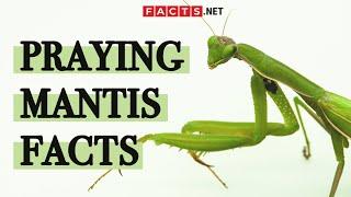 Surprising Praying Mantis Facts You Probably Didn't Know!