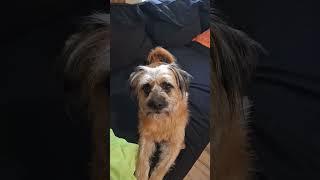 #dog #daxandbaileyshow #emotionalsupportdog #godisreal #recovery ##loveyall #hollerboys