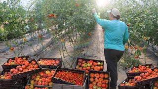 Uprawa 10 000 funtów organicznych pomidorów w szklarni z wysokim tunelem