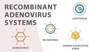 2) Cell Culture - Recombinant Adenovirus Expression System