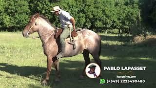 Caballo rosillo entrepesado de gran estructura - $3.200.000 - LOSEQUINOS.COM