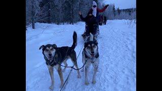 Dog Sledding at Alaska