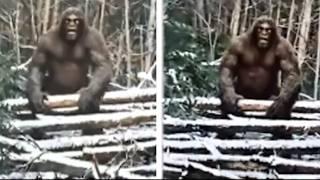 Unbelievable NEW BIGFOOT Evidence Confirms the Myth Is True!