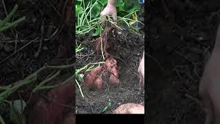 Never too early to start sweet potatoes #garden #growyourownfood #gardening #urbanfarming #growfood