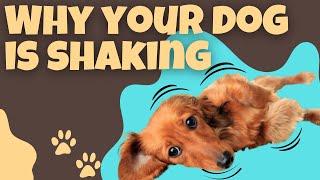 Reasons Why Your Dog Is Shaking and How to Help Them