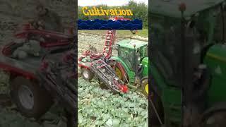 cabbage cultivation#cabbage #cultivation