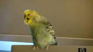 Fat budgie Cuppy singing