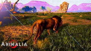 a Solo Elder lion | Animalia Survival