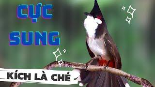 Luyện chào mào hót căng lửa, QUÁ HAY - CHÉ KÍCH BỔI CĂNG ĐÉT, Cách luyện chào mào hót sáng, chao mao