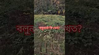 এটা কি খেত, বলুনতো?  #kishoreganj #nature #agriculture