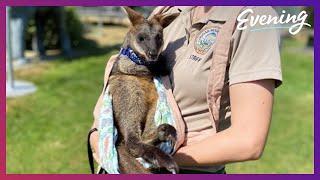 Animal encounters return to Cougar Mountain Zoo in Issaquah