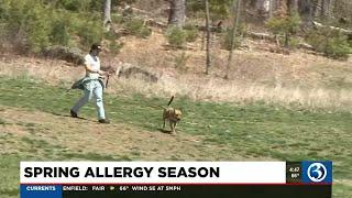 Spring allergy season