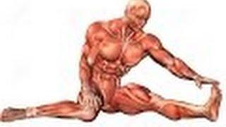 Anatomy and Physiology of Muscular System