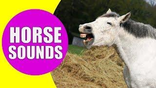 HORSE SOUNDS FOR KIDS - Learn Neighing, Snorting and Galloping Sound Effects of Horses