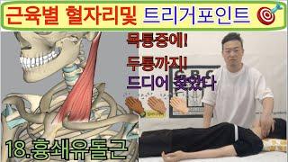 "Muscle-Specific Blood Flow and Trigger Point 'Pectoralis Major!!