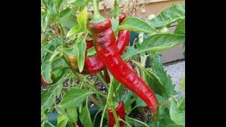 The world's best tasting sweet pepper to grow